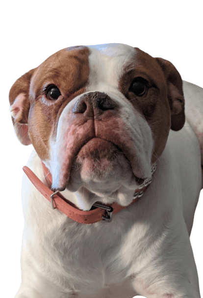 Close up picture of a dog